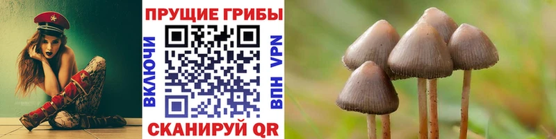 Псилоцибиновые грибы Psilocybe  где найти наркотики  Кизел 